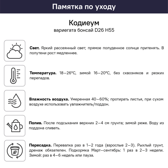 Кодиеум Вариегата Бонсай ø26 h55 см