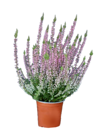 Каллуна обыкновенная Пинк Беттина ø11 h20 см