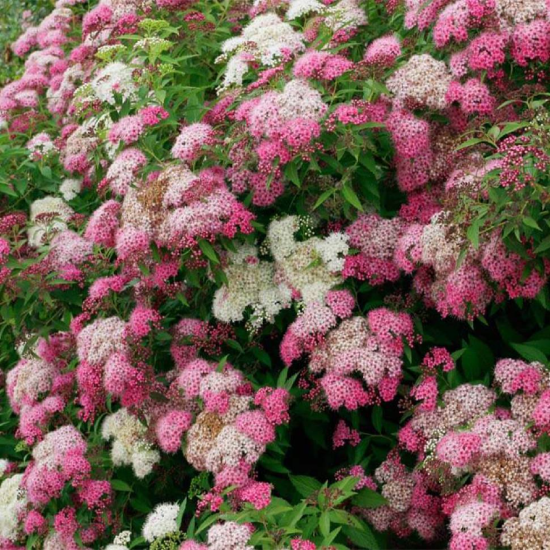 Спирея микс ø20 h45 см