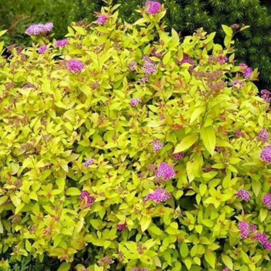 Спирея микс ø20 h45 см