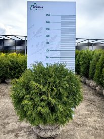 Туя западная Вудварди ø40 h60 - 80 см