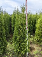 Туя западная Кинг Оф Брабант ø50 h160 - 180 см