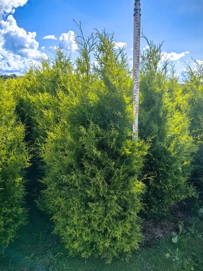 Туя западная Голден Брабант ø50 h140 - 160 см