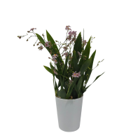 Онцидиум Тай Парфюм ø9 h50 - 60 см