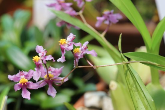 Онцидиум Тай Парфюм ø9 h50 - 60 см