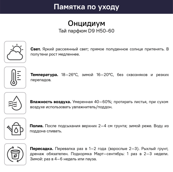 Онцидиум Тай Парфюм ø9 h50 - 60 см