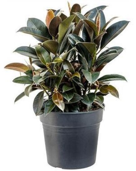 Фикуc Кинг-Конг черный ø30 h50 см