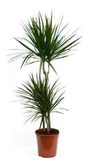 Драцена Маргината ø21 h115 см