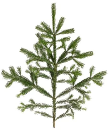 Лапник Нордмана h70-90 см