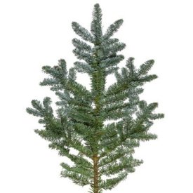 Лапник Нобилис h70-90 см