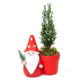 Кипарисовик PTCHR7275 ø13 h23 см