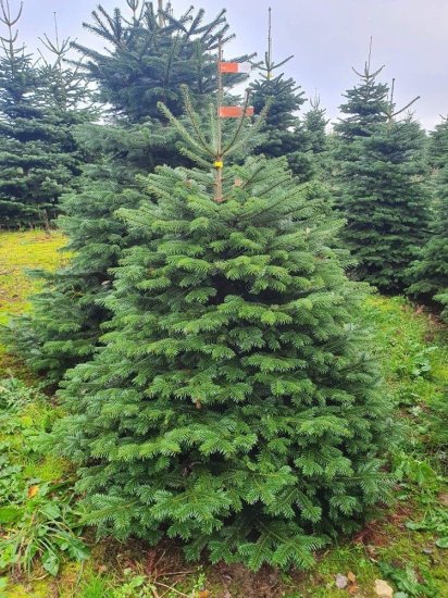 Пихта Нордмана Комфорт h200-250 см