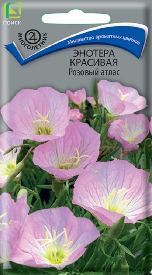 Семена цветов энотера красивая Розовый атлас