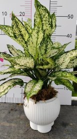 Аглаонема Нефритовая королева ø18 h45 см