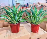 Агава ø30 h40 см