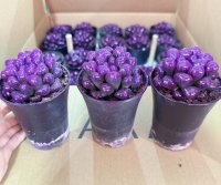 Суккулент фиолетовый микс ø11 h10 см
