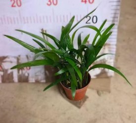 Бамбуковая Пальма ø9 h20 см