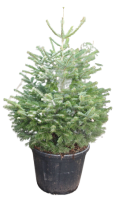 Пихта Нордмана, в горшке, 125 см