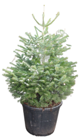 Пихта Нордмана, в горшке, 125 см