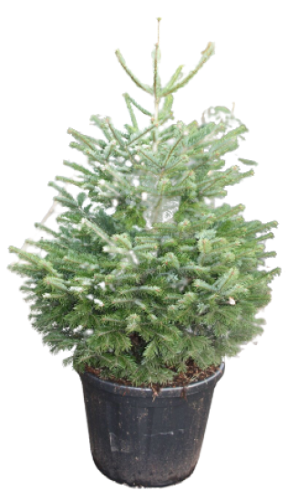 Пихта Нордмана, в горшке, 125 см