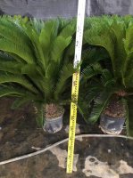 Саговник ø35 h110 см