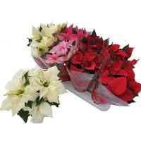 Пуансеттия микс ø22 h50 см