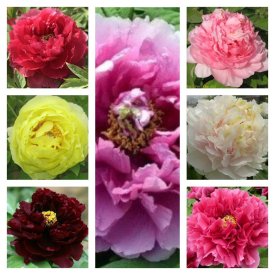 Пион древовидный ø9.2 h36.6 см