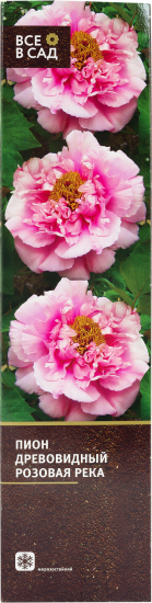 Пион др. Розовая река, Розовый