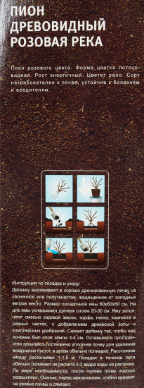 Пион др. Розовая река, Розовый