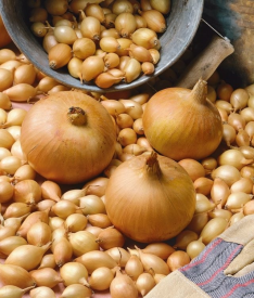 Лук-севок Штуттгартер Ризен луковицы 08/21, 1 кг