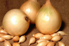 Лук-севок Сеттон луковицы 08/21, 1 кг