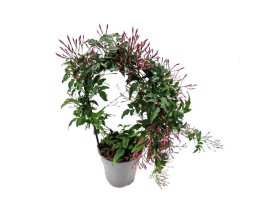 Жасмин Пэшн Дарк Пинк ø12 h40 см