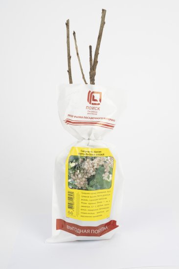 Смородина традиционная h37 см