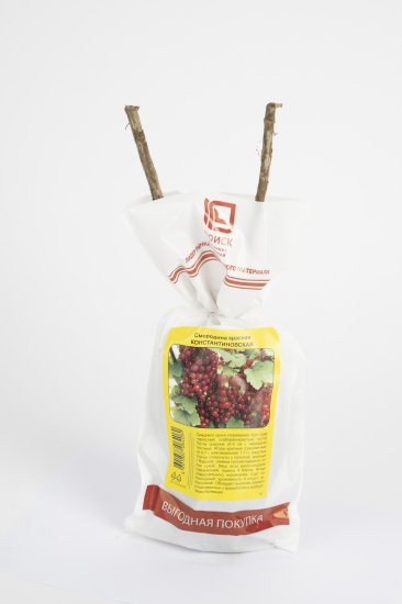 Смородина традиционная h37 см