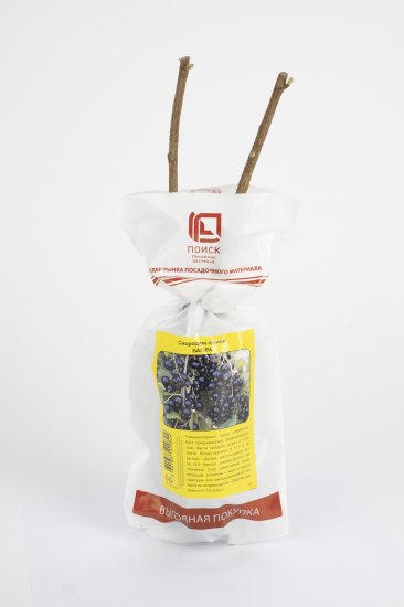 Смородина традиционная h37 см