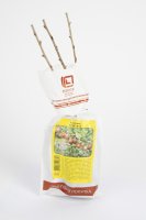 Крыжовник микс h37 см