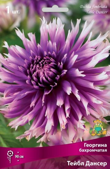 Георгина бахромчатая Тейбл Дансер луковица I
