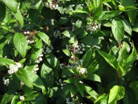 Дерен/Лапчатка кустарниковая микс ø5 h37 см