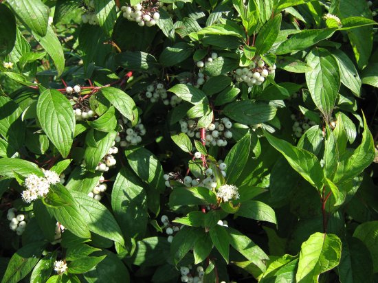 Дерен/Лапчатка кустарниковая микс ø5 h37 см