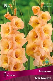 Гладиолус крупноцветковый Эста Бонита, 3 шт