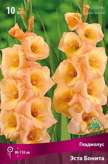 Гладиолус крупноцветковый Эста Бонита, 3 шт