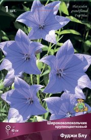 Ширококолокольчик крупноцветковый Фуджи Блу
