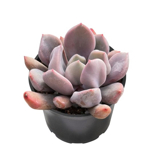 Крассула Купид ø8 h4 см