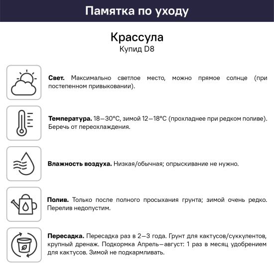 Крассула Купид ø8 h4 см