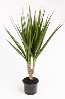 Драцена Маргината ø10.5 h30 см