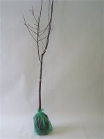 Вишня Дерево-сад Жуковская/Ночка/Любская h180 см