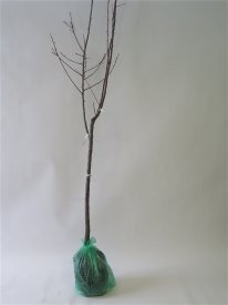 Вишня Дерево-сад Жуковская/Ночка/Любская h180 см