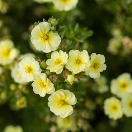 Лапчатка кустарниковая Лемон Меренга ø5 h37 см