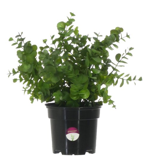 Искусственное растение Эвкалипт ø13 h30 см