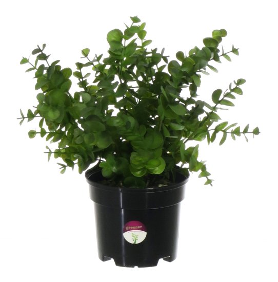 Искусственное растение Эвкалипт ø13 h30 см